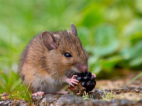 Mouse Munchies: What Food Sources Do Mice Eat? - Advantage Termite & Pest Control