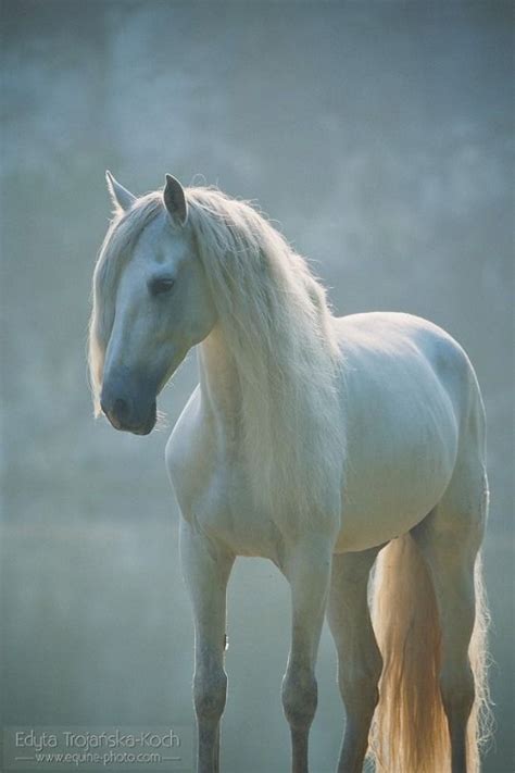 Cute Animals Most Beautiful White Horse In Snow