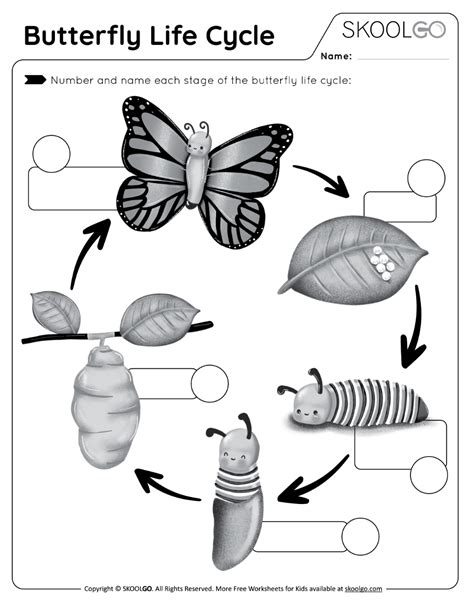 Butterfly Life Cycle - Free Worksheet - SKOOLGO Butterfly Body Parts ...