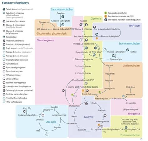 Biochemical Pathways | Biochemistry notes, Study biology, Biochemistry