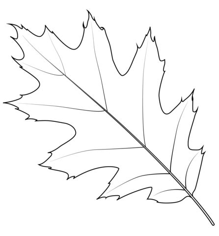 Northern Red Oak Leaf coloring page | Free Printable Coloring Pages