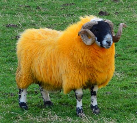 A Scottish sheep, very colorful | Sheep, Scottish highlands tour, Animals friends