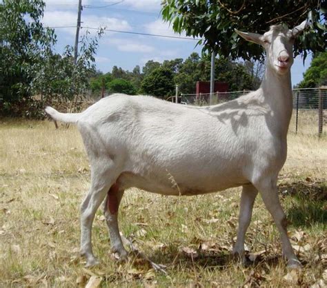 Saanen Goat - Breeds List