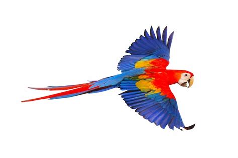 Scarlet Macaw Parrot