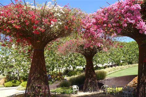 bougainvillea - Google Search | Bougainvillea, Bougainvillea trellis, Tropical landscaping