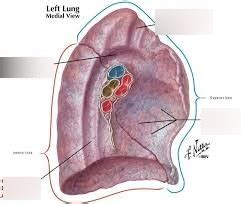 Root of the Lung Diagram | Quizlet