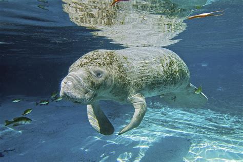 Florida Manatee Swimming Photograph by Clay Coleman - Fine Art America