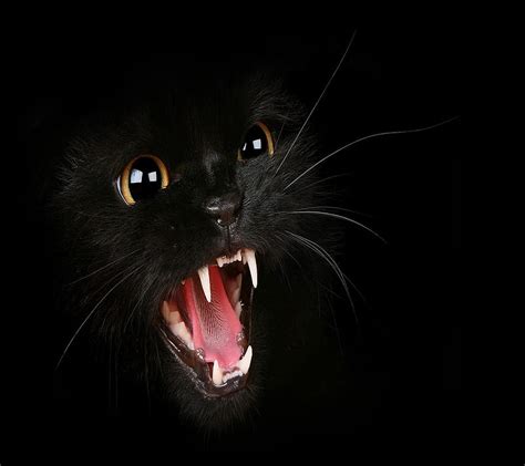 Angry Black Cat, look, nice, HD wallpaper | Peakpx