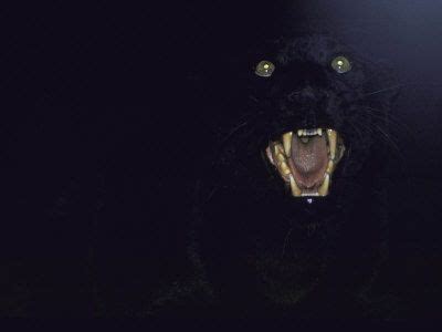 'Dramatic of Black Panther, Camouflaged by Darkness, with Eyes and Open Mouth Visible ...