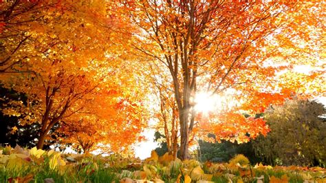 Autumn Leaves - Mystery Wallpaper