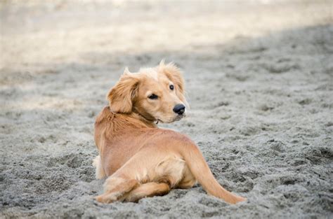 Miniature Golden Retriever Breed: Info, Pictures, Puppies, Traits & Facts | Hepper