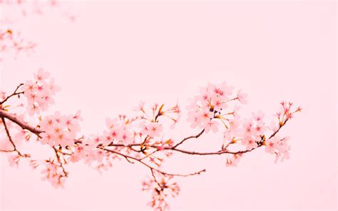 Pink Macbook Wallpapers - Wallpaper Cave