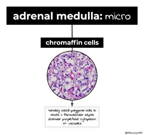 Chromaffin Cells Histology