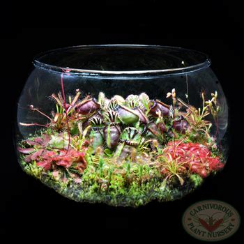 Carnivorous Plant Terrariums — Carnivorous Plant Nursery