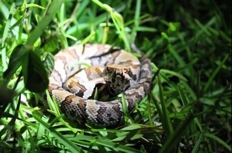 How to Identify a Baby Cottonmouth Snake (16 Helpful Photos)