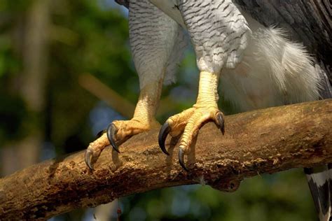 Harpy Eagle Talons: Everything You Need to Know