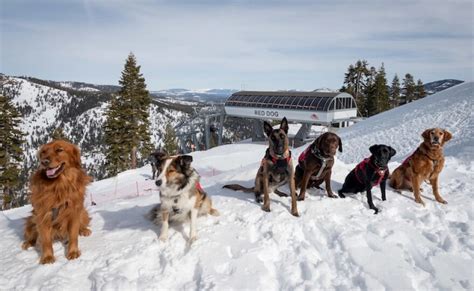 A day in the life of Tahoe's avalanche rescue dogs