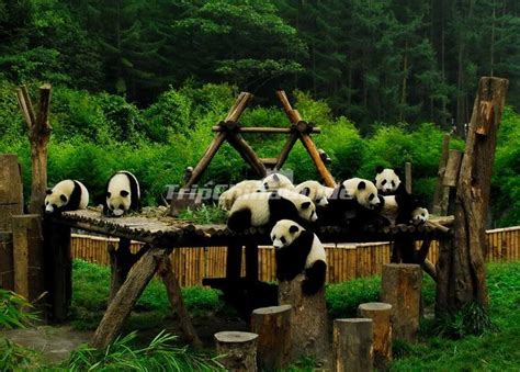 Sichuan Giant Pandas Playing - Sichuan Giant Panda Sanctuaries Photos