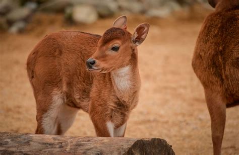 Cambodia establishes a new protected area to save endangered wildlife - LifeGate