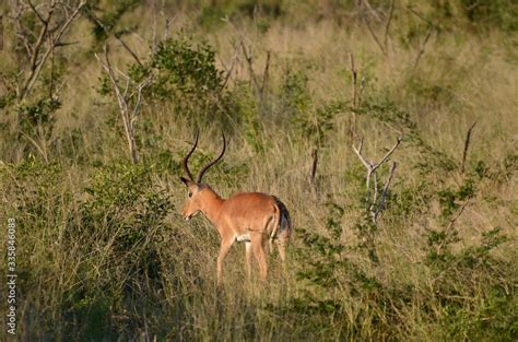 impala antelope Stock Photo | Adobe Stock