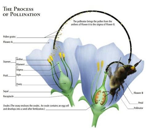 Canadian Wildlife Federation: The Science of Pollination Primer