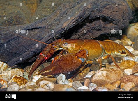 noble crayfish (Astacus astacus), male on pebble ground Stock Photo - Alamy