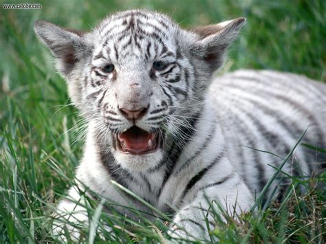 Save White Royal Bengal Tigers ~ MyClipta