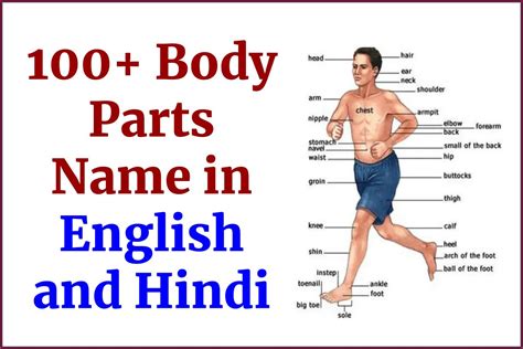 100+ Body Parts Name in English and Hindi