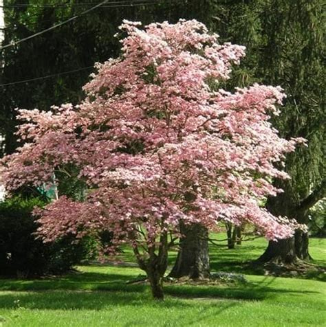 Cornus 'Pink Flowering Dogwood' - Hello Hello Plants