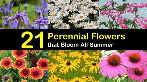 21 Perennial Flowers that Bloom All Summer - Even from Spring to Fall