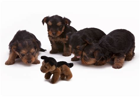 Free Images : puppy, animal, cute, looking, pet, fur, young, studio, toy, baby, sit, close up ...