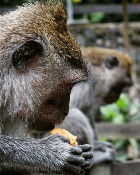 Fruit eating Monkey stock photo. Image of fruit, monkey - 132571190