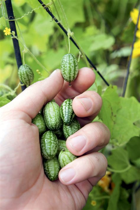 Cucamelon: Growing Guide - Suttons Gardening Grow How in 2020 | Cucamelon, Cucamelon growing ...