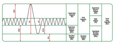 Lung Volumes And Capacities - GeeksforGeeks