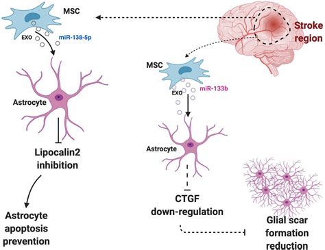 Astrocytes Diagram