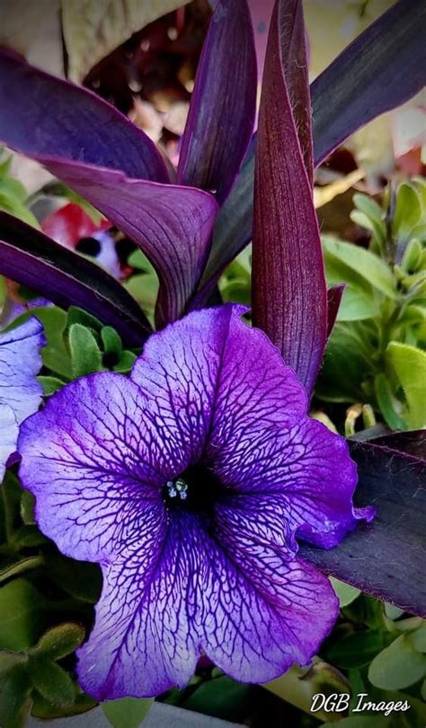 Purple Paradise — at Quail Run Home Desert Botanical Garden. By Dave ...