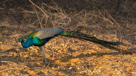 The Peacock – The National Bird Of India