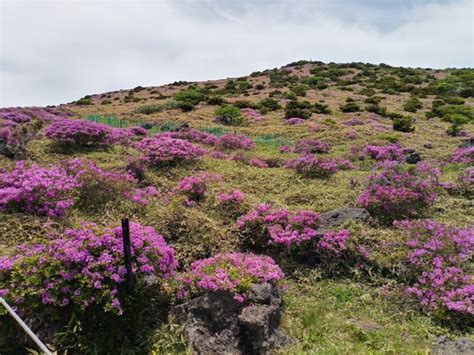 Hallasan Mountain-jeju island travel