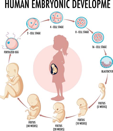 Diagram showing human embryonic development 6892775 Vector Art at Vecteezy