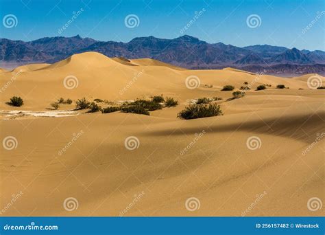 Aerial view of sand dunes stock photo. Image of desert - 256157482