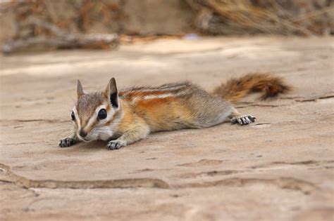 Chipmunk Quest