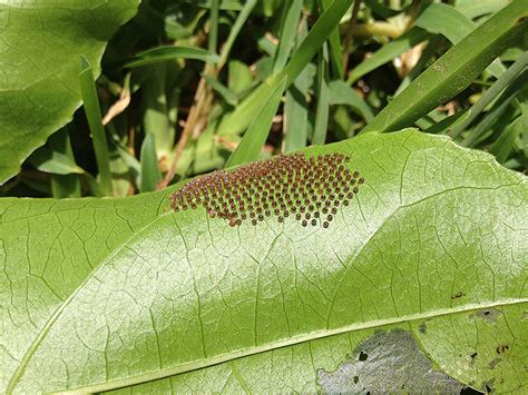 Caterpillar That Eats Passion Fruit Leaves