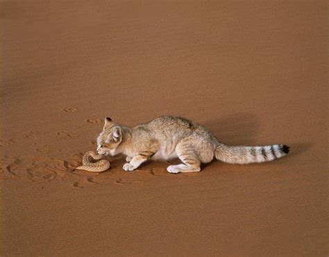 Sand Cat Facts and Personality - Cats In Care