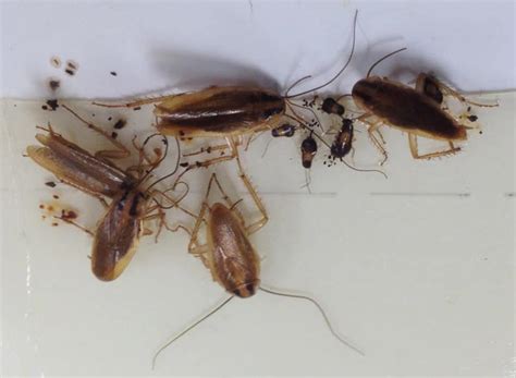 Baby Cockroaches: Their Danger & Pictures of Roach Nymphs