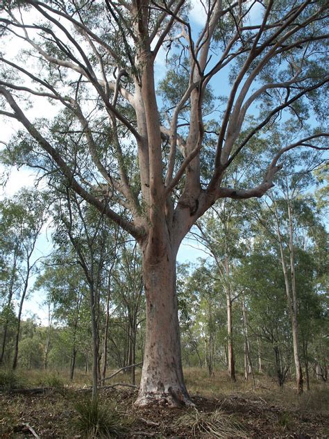 Corymbia citriodora subsp variegata"Spotted Gum" - Paten Park Native ...