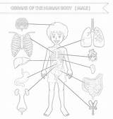 Discover The Amazing Human Body With This Coloring Page sketch template
