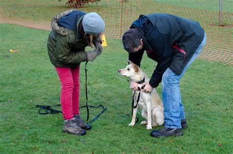 5 Games To Play In Obedience Class - The Modern Dog Trainer