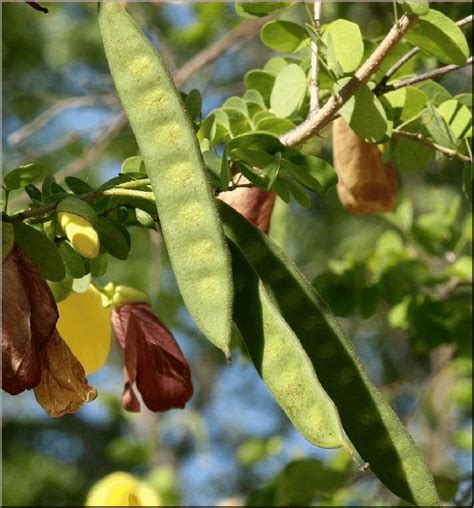 9: Shows Bauhinia tomentosa flower. | Download Scientific Diagram