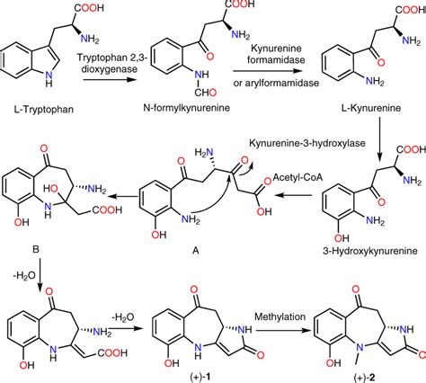 Biogenetic pathway Plausible biosynthetic pathway to 1 and 2 ...