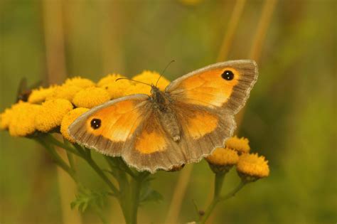 Gatekeeper Butterfly (Pyronia Tithonus) - Habitat & Other Facts